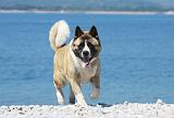 AKITA AMERICAIN 233
